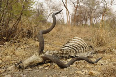 10.10 Khaudum Complex 067