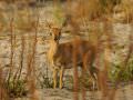10.10 Khaudum Park 118 Steenbok