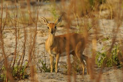 10.10 Khaudum Park 118 Steenbok