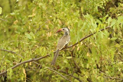 10.11 Ehi Rovipuka 033 Hornbill