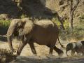 10.11 Sesfontein 028 Elephants