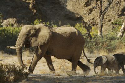 10.11 Sesfontein 028 Elephants