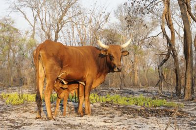 10.10 Muduva Nyangana 074 Livestock