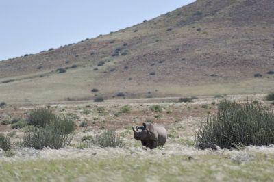 11.04 Desert Rhino Camp Track 043