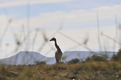 13.06 IRDNC trip 022 Giraffe