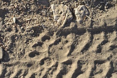 13.06 IRDNC trip 126 Lion print