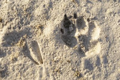 11.06 King Nehale 146 Lion print