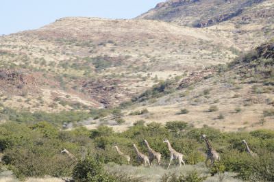 11.06 NPR 162 Giraffes