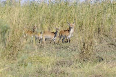12.05 Wild Dogs 009 Lechwe