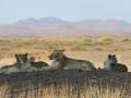 13.03 Kunene Tour 084 Lions