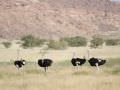 11.06 NPR 291 Ostriches