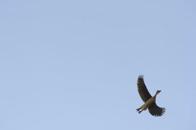 11.06 Nyae Nyae 261 Fuvulous duck