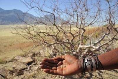 11.07 Marienfluss 216 Commiphora