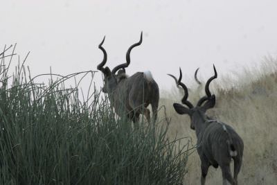 11.08 Keanes 007 Kudus