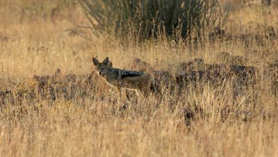 11.08 Keanes 013 Jackal