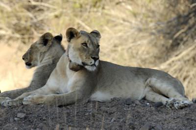 13.03 Kunene Tour 083 CU Lions