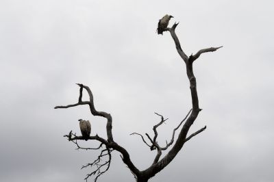 14.12 KAZA hol 250 Vulture Chobe