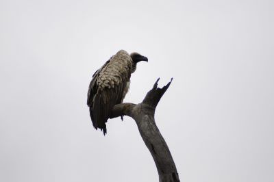 14.12 KAZA hol 251 Vulture Chobe