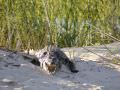 14.12 KAZA hol 406 Crocodile Okavango
