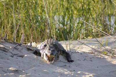 14.12 KAZA hol 406 Crocodile Okavango