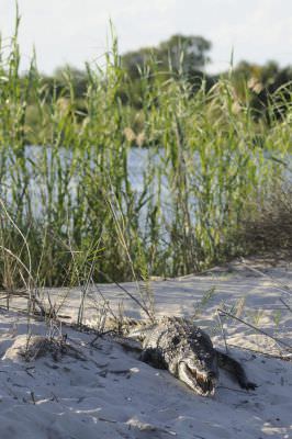 14.12 KAZA hol 412 Crocodile Okavango