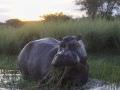 14.12 KAZA hol 432 Hippo Okavango