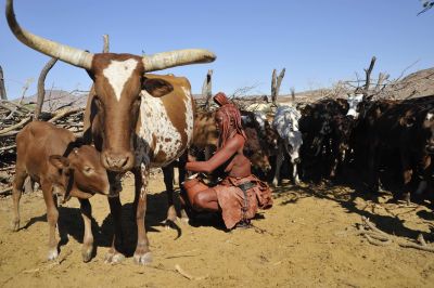 11.07 Marienfluss 230 Livestock