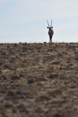 13.06 IRDNC trip 018 Oryx