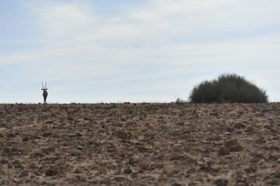 13.06 IRDNC trip 019 Oryx