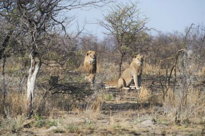 13.10  ATWS 099 Lions