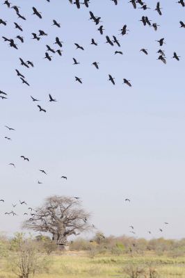 14.10 Nyae Nyae 016 Birds