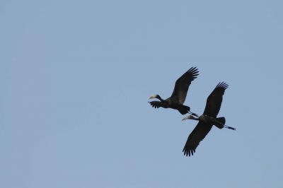 14.10 Nyae Nyae 022 Birds