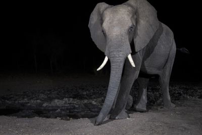 15.07 KAZA CamTrap 44 Elephant