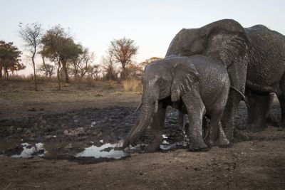 15.07 KAZA CamTrap 51 Elephants