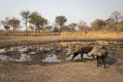 15.07 KAZA CamTrap 63 Warthogs