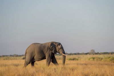 15.07 KAZA GB 1453 Elephant