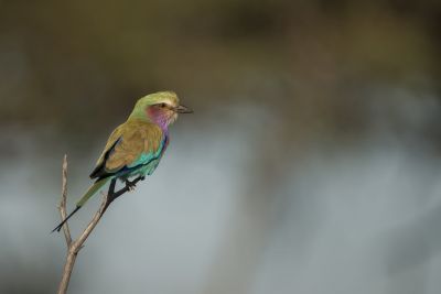 15.07 KAZA PB 149 Bird