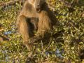 15.07 KAZA PB 14 baboon