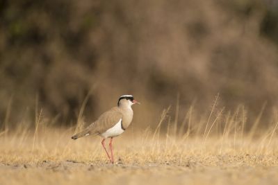 15.07 KAZA PB 20 Bird