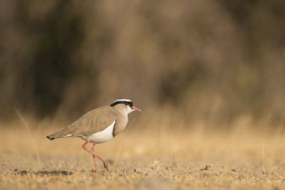 15.07 KAZA PB 22 Bird