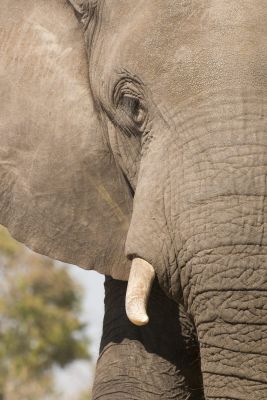 15.07 KAZA PB 289 Elephant