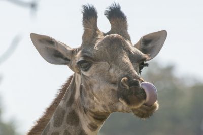 15.07 KAZA PB 293 Giraffe