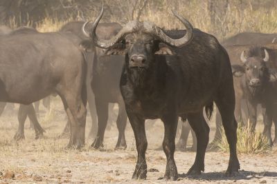 15.07 KAZA PB 32 Buffalo