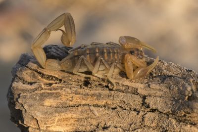 15.07 KAZA PB 35 Scorpion