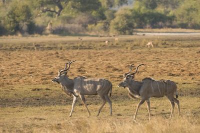 15.07 KAZA PB 3 Kudus