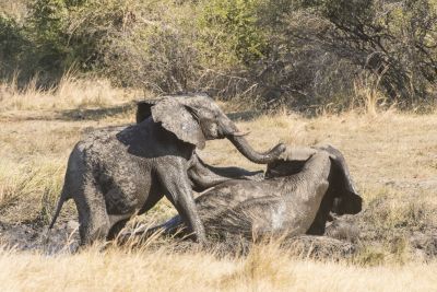 15.07 KAZA PB 46 Elephants