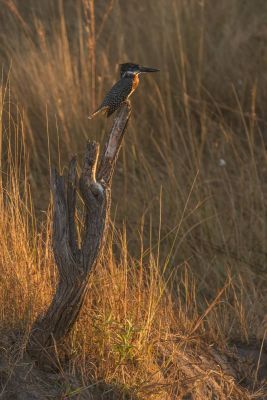 15.07 KAZA PB 68 Bird