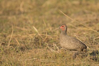 15.07 KAZA PB 6 Bird