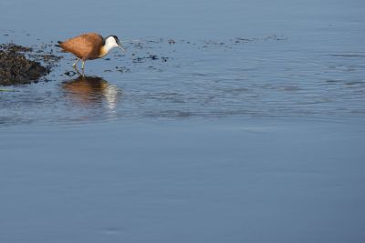 15.07 KAZA PB 84 Bird