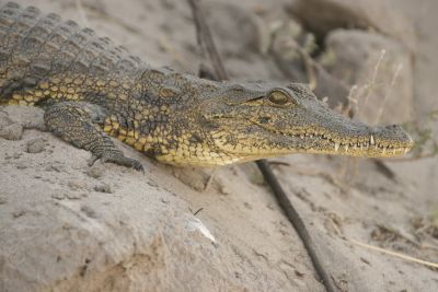 15.07 KAZA PB 89 Crocodile